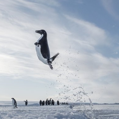© 2.antarctica.jpg